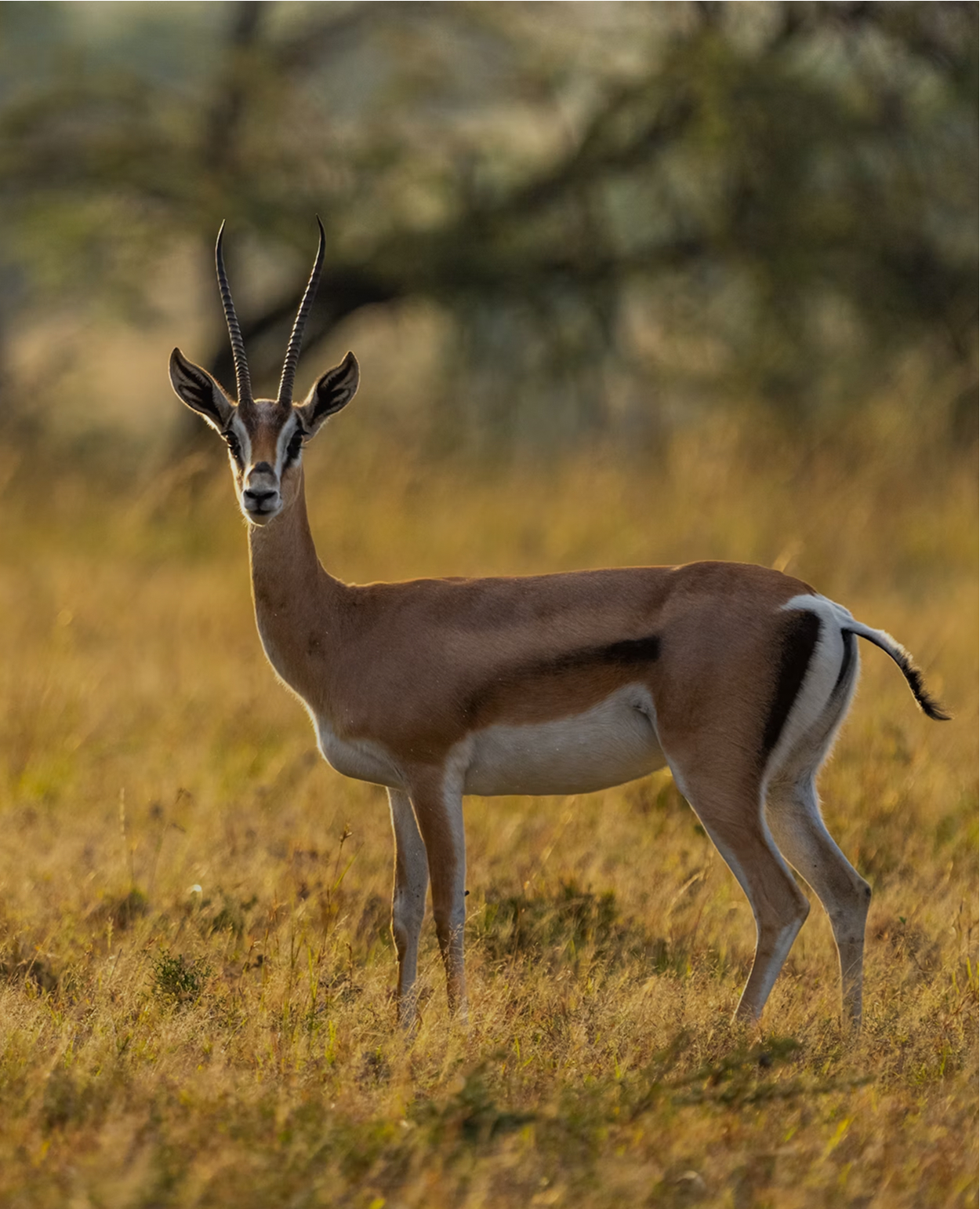Wildlife in the field