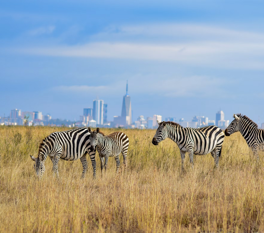 Zebras with Nairobi on the horizon